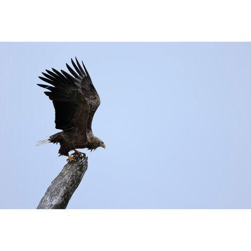 Canon RF 100-400mm f/5.6-8 IS USM Lens - Image 7