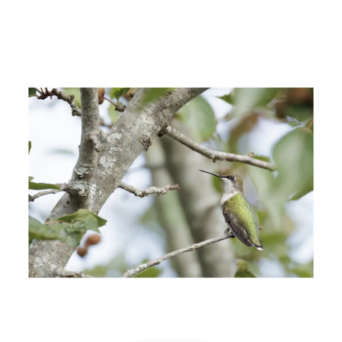 Canon RF 200-800mm f/6.3-9 IS USM Lens - Image 13