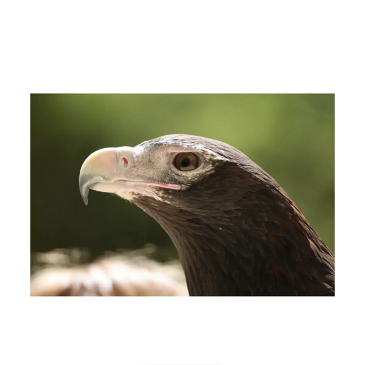 Canon RF 200-800mm f/6.3-9 IS USM Lens - Image 15