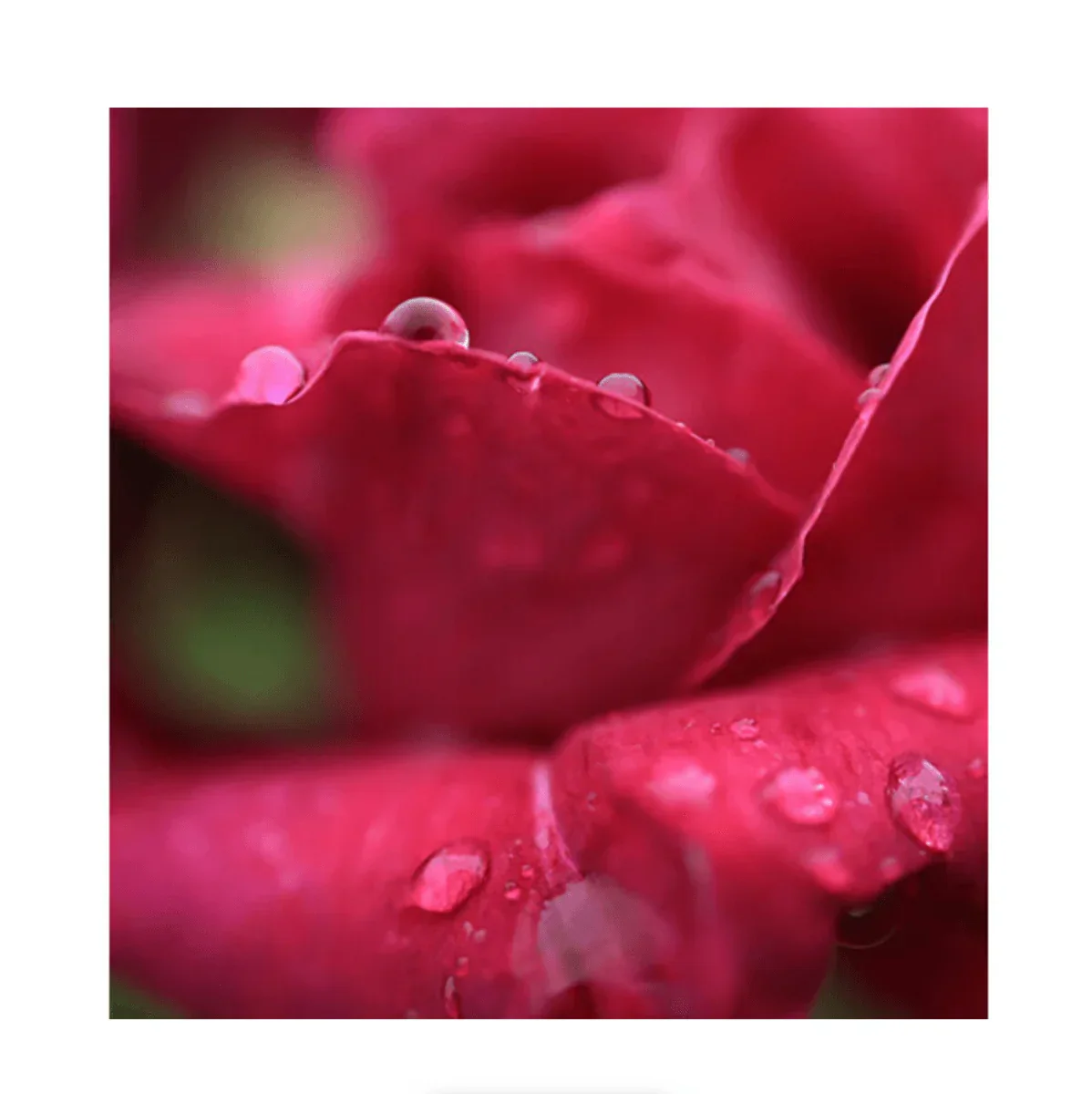 Canon RF 24mm f/1.8 Macro IS STM Lens - Image 6