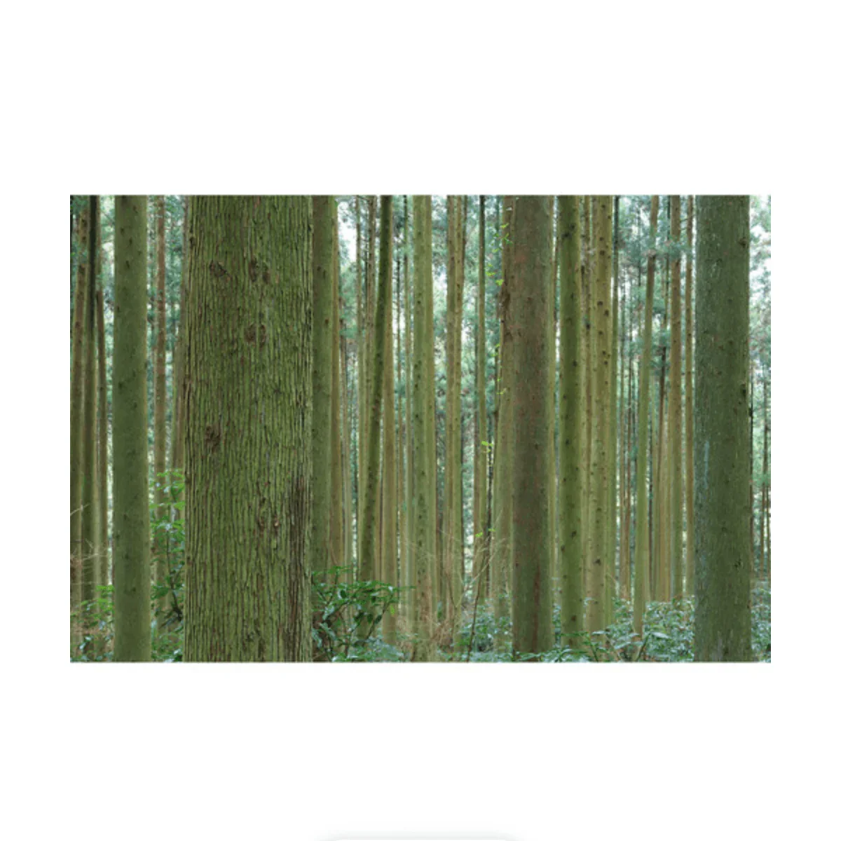 Canon RF-S 18-45mm f/4.5-6.3 IS STM Lens - Image 10