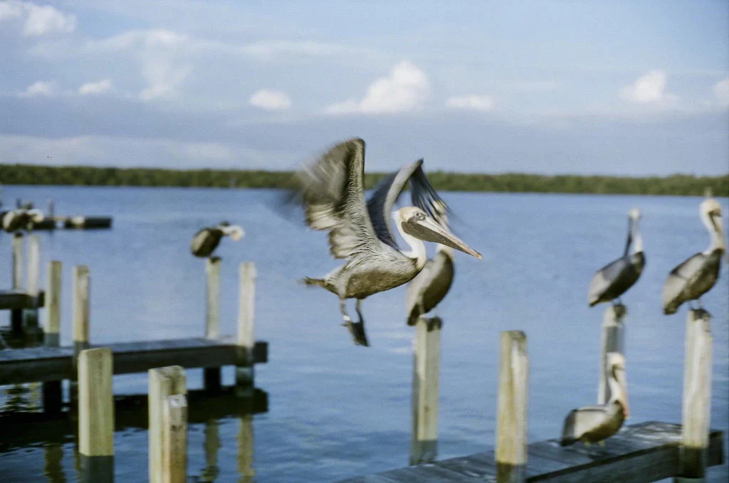 CineStill 50 Daylight Xpro C-41 Color Negative Film (35mm Roll Film, 36 Exposures) - Image 3