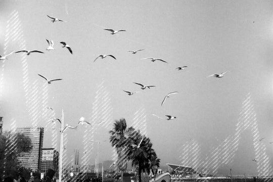 dubblefilm Glitch 200 B&W Negative Film (35mm Roll, 36 Exposures) - Image 4