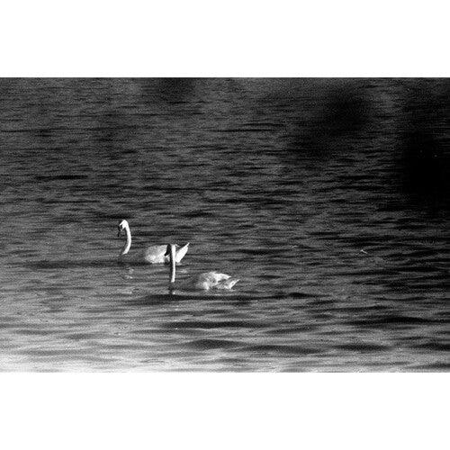 Film Photography Project Black and White X-Ray Film (35mm Roll Film, 24 Exposures) - Image 4