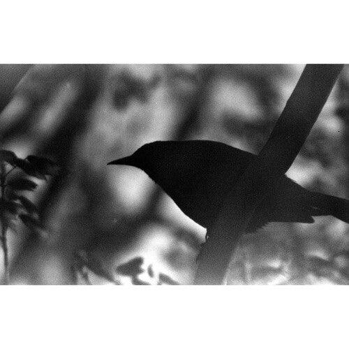 Film Photography Project Black and White X-Ray Film (35mm Roll Film, 24 Exposures) - Image 6