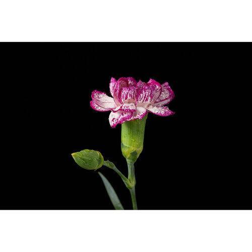 Godox MF12 Macro Flash - Image 26