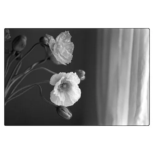 Kodak Professional Tri-X 400 Black and White Negative Film (120 Roll Film) 5-Pack - Image 4