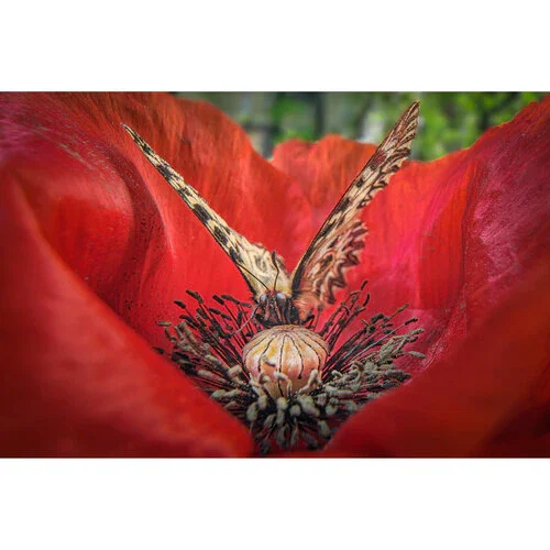 Laowa Venus Optics 15mm f/4.5 Macro Lens (Sony E, Auto-Aperture) - Image 12