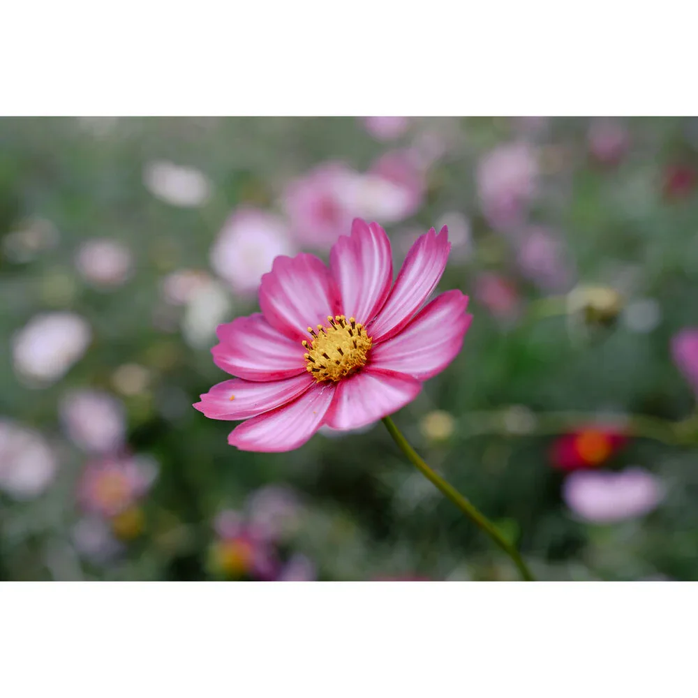 Nikon NIKKOR Z 24-105mm f/4-7.1 Lens - Image 12