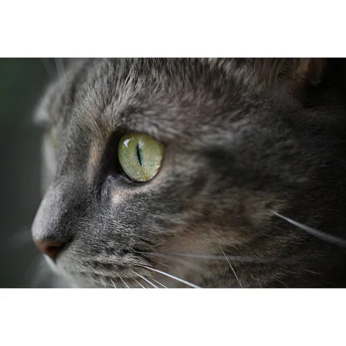 Nikon NIKKOR Z DX 35mm f/1.7 Lens - Image 11
