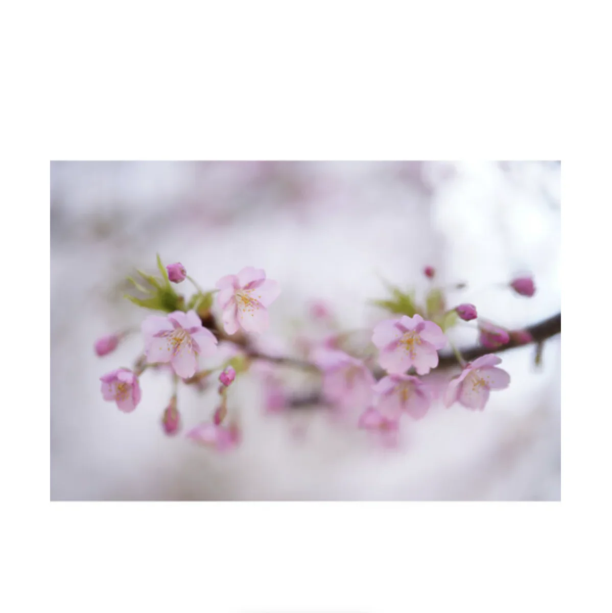 Sigma 50mm f/1.2 DG DN Art Lens for Sony E - Image 18