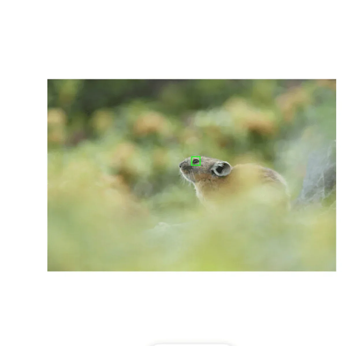 Sony a7R V Mirrorless Camera - Image 25