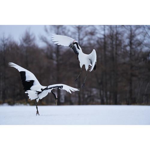 Sony FE 100-400mm f/4.5-5.6 GM OSS Lens - Image 15