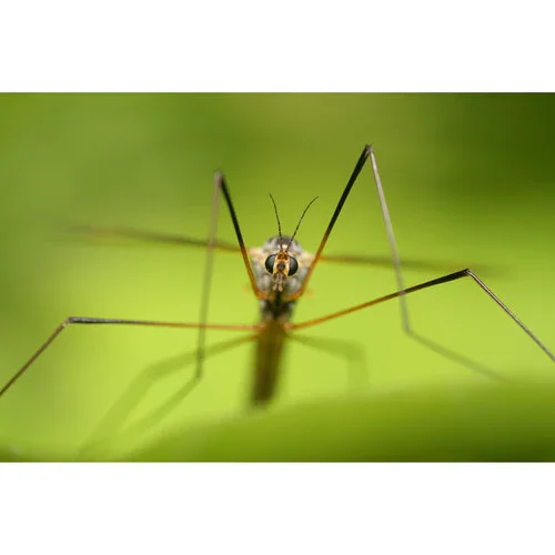 Sony FE 100mm f/2.8 MACRO GM OSS Lens - Image 29