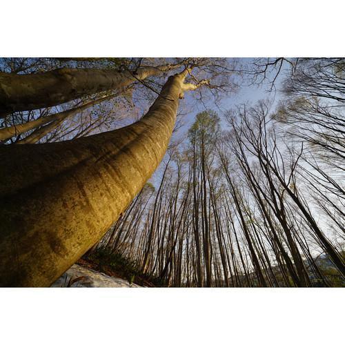Sony FE 16-35mm f/2.8 GM Lens - Image 12