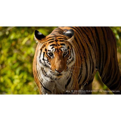 Sony FE 200-600mm f/5.6-6.3 G OSS Lens - Image 15