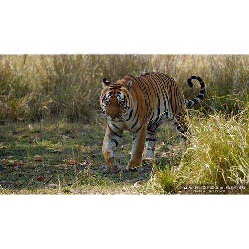 Sony FE 200-600mm f/5.6-6.3 G OSS Lens - Image 21