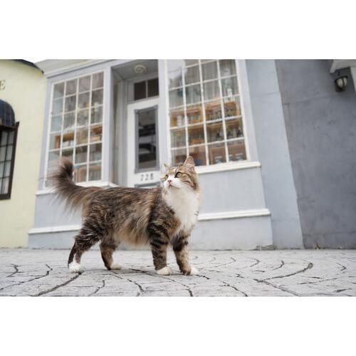 Sony FE 28-60mm f/4-5.6 Lens - Image 6