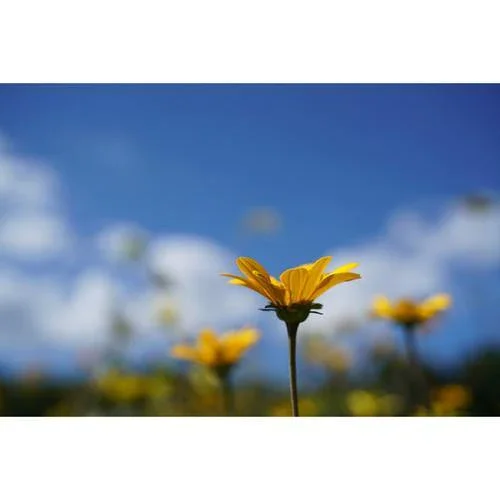 Sony FE 50mm f/2.8 Macro Lens - Image 14