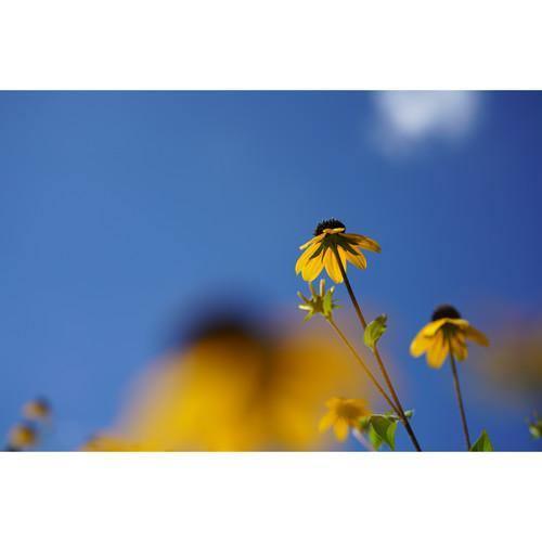 Sony FE 50mm f/2.8 Macro Lens - Image 6