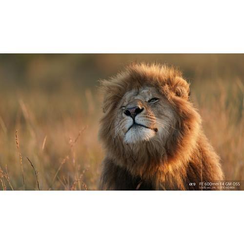 Sony FE 600mm f/4 GM OSS Lens - Image 14