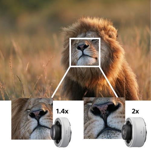 Sony FE 600mm f/4 GM OSS Lens - Image 8